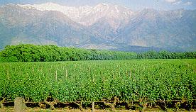 vineyards in central Chile